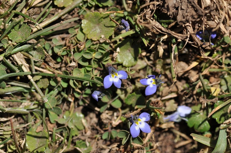 Lobelia erlangeriana photo 7