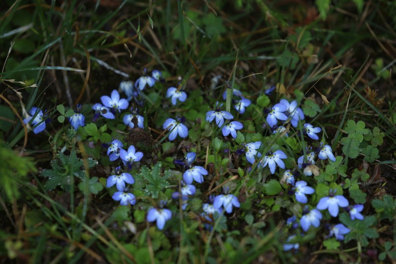Lobelia erlangeriana photo 8