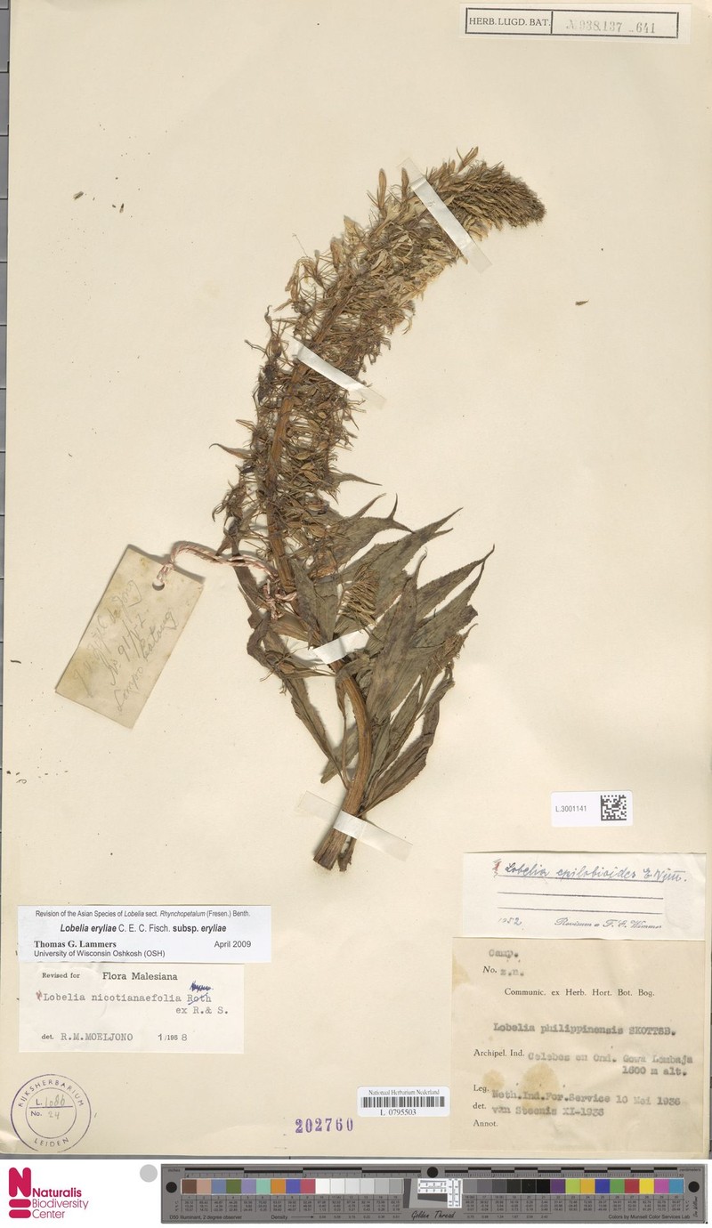 Lobelia eryliae subsp. eryliae
