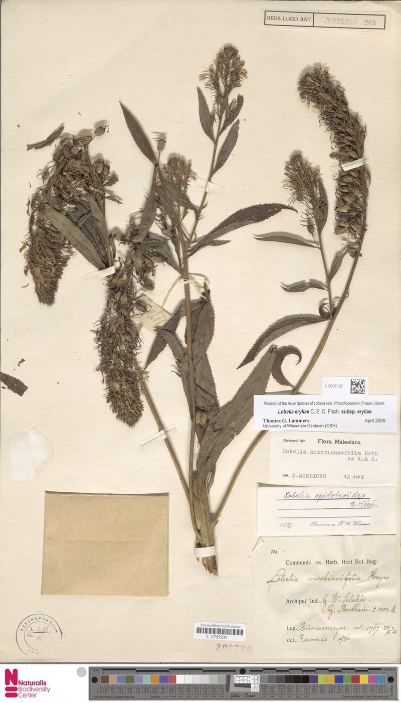 Lobelia eryliae subsp. eryliae photo 2