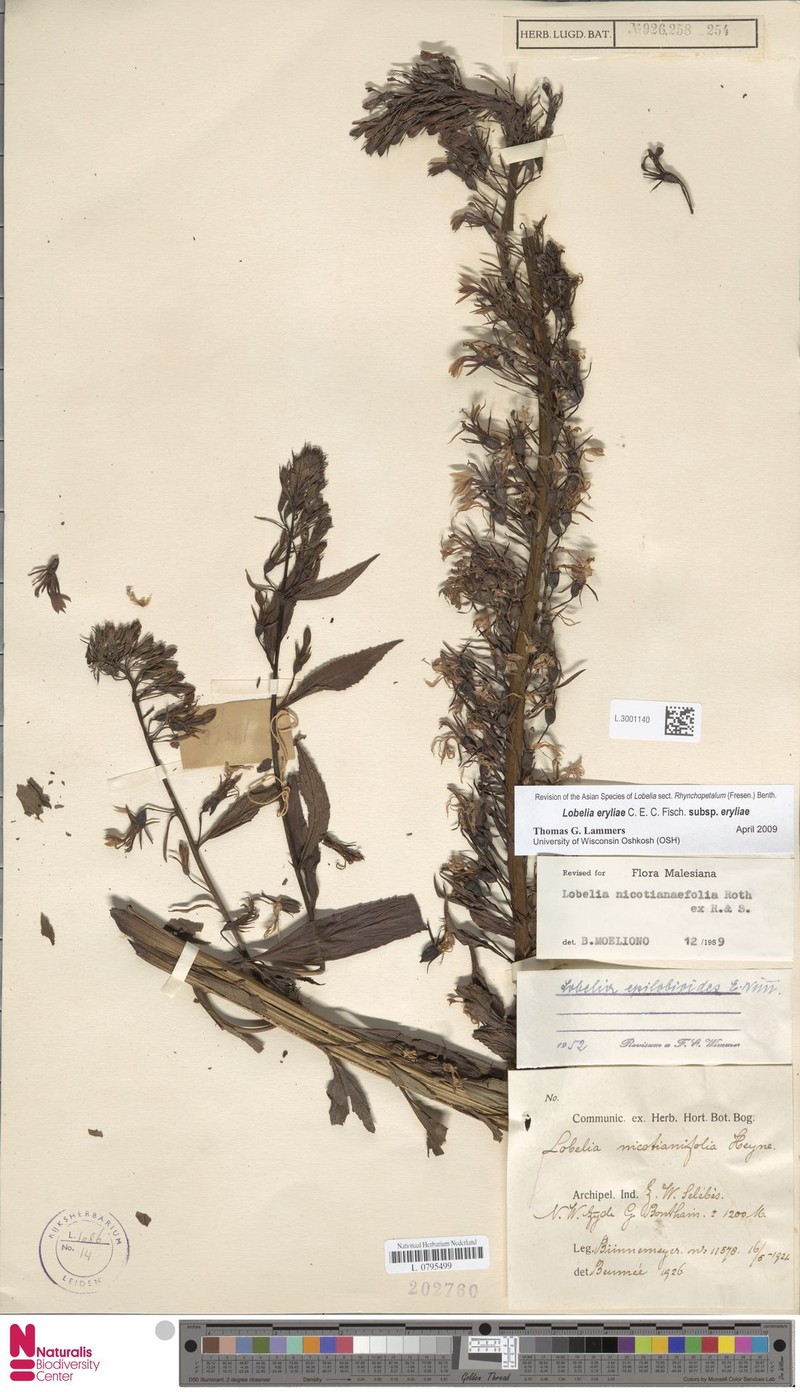 Lobelia eryliae subsp. eryliae photo 3