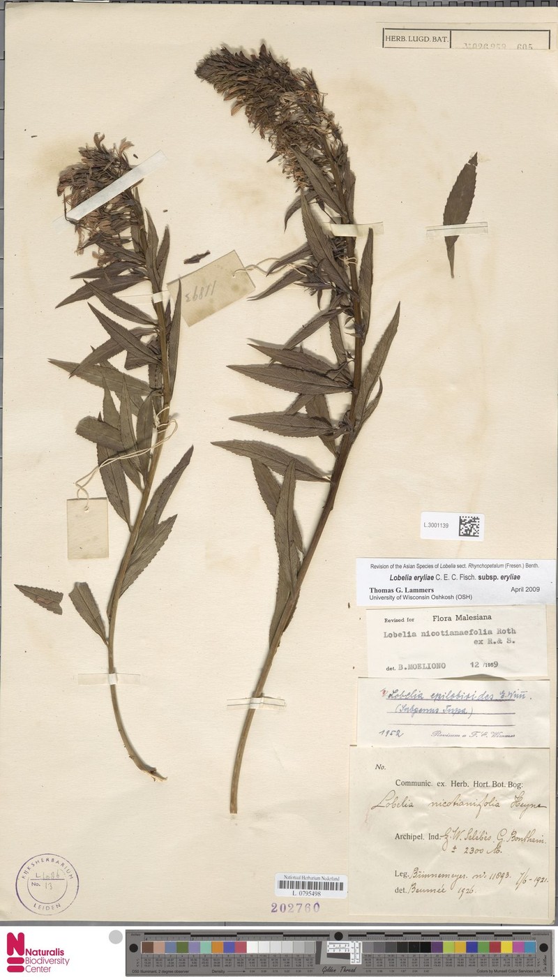 Lobelia eryliae subsp. eryliae photo 4