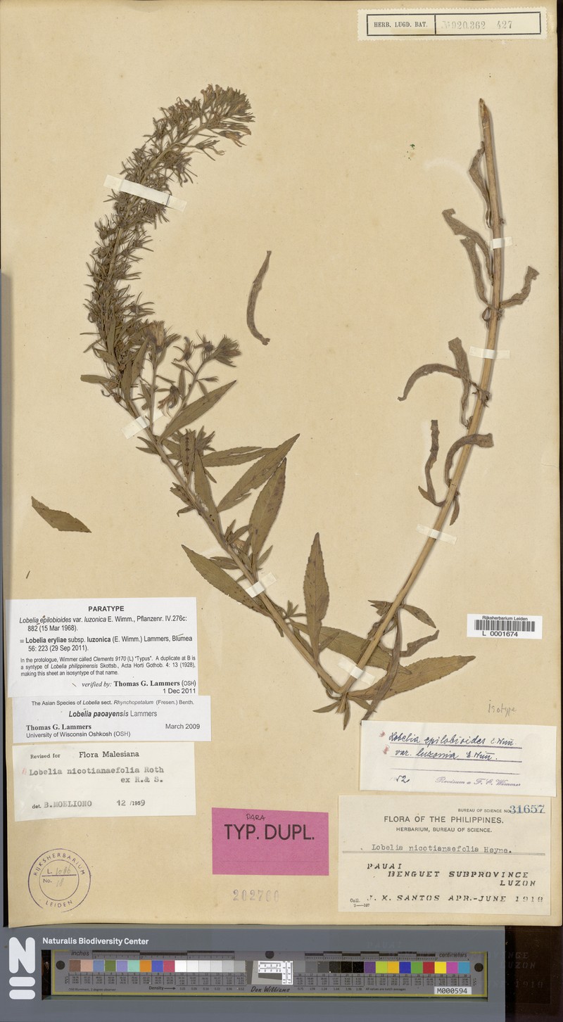 Lobelia eryliae subsp. luzonica