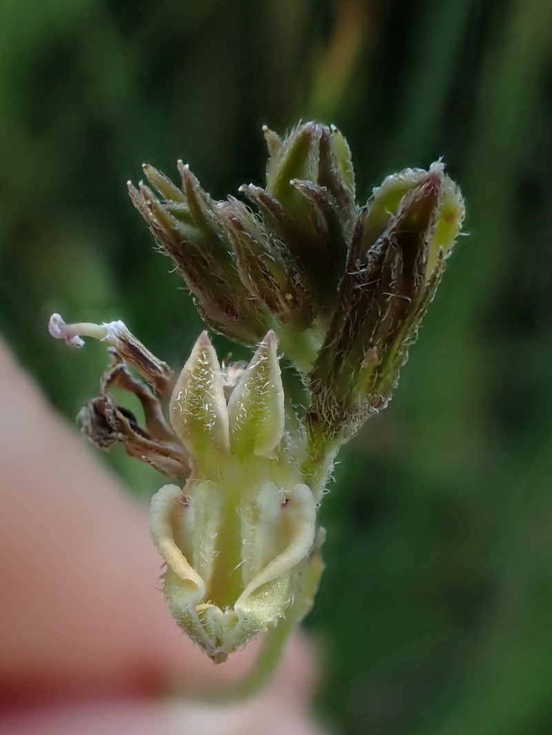 Lobelia eurypoda