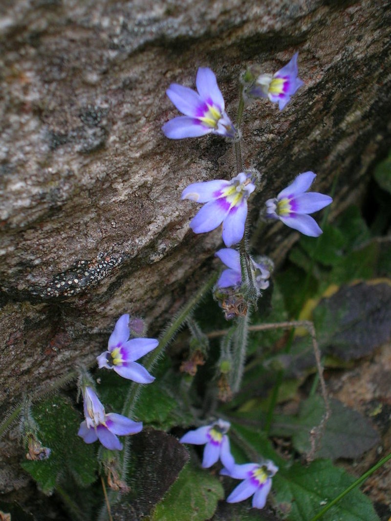 Lobelia eurypoda photo 2