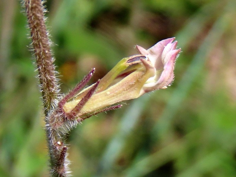 Lobelia eurypoda photo 4