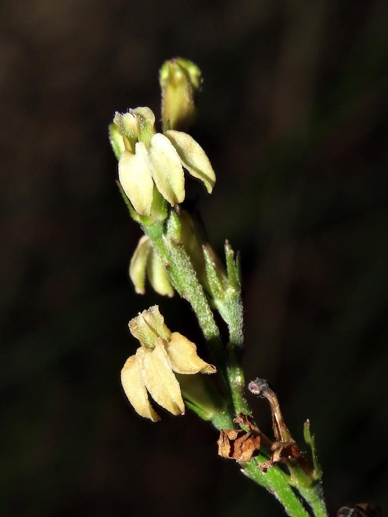 Lobelia eurypoda photo 5