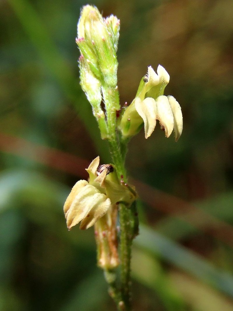 Lobelia eurypoda photo 6