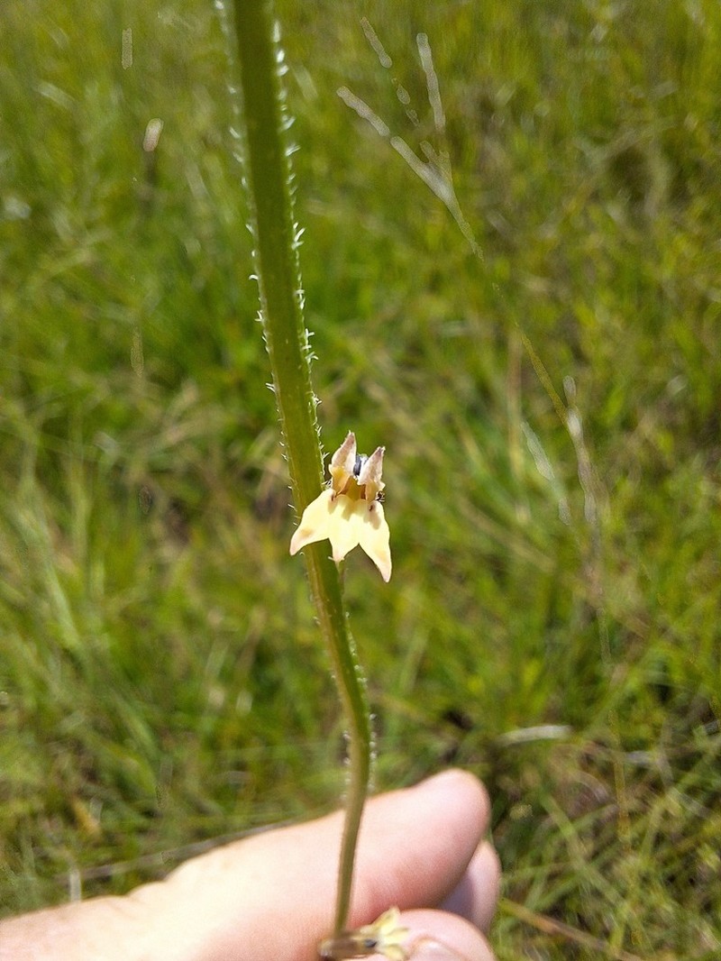 Lobelia eurypoda photo 7