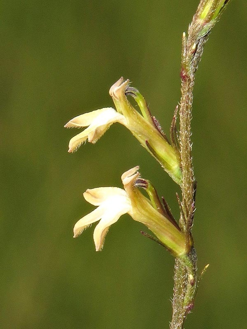 Lobelia eurypoda photo 8
