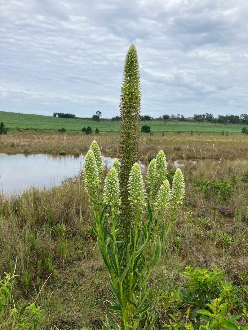 Lobelia exaltata