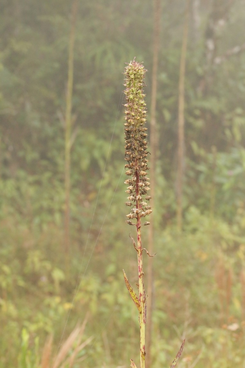 Lobelia exaltata photo 2