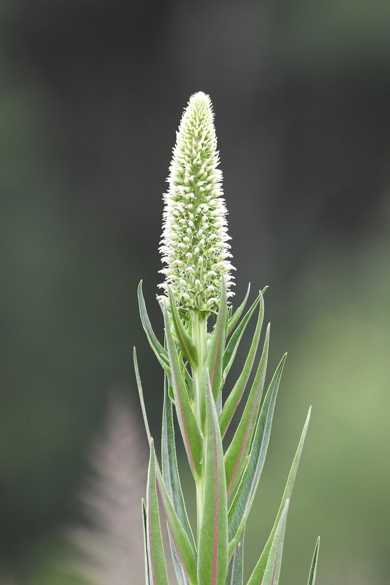 Lobelia exaltata photo 3