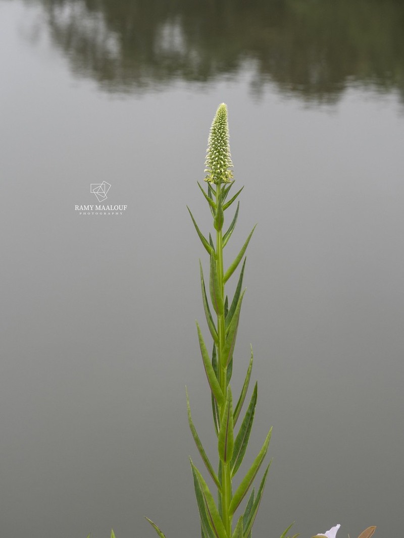 Lobelia exaltata photo 4