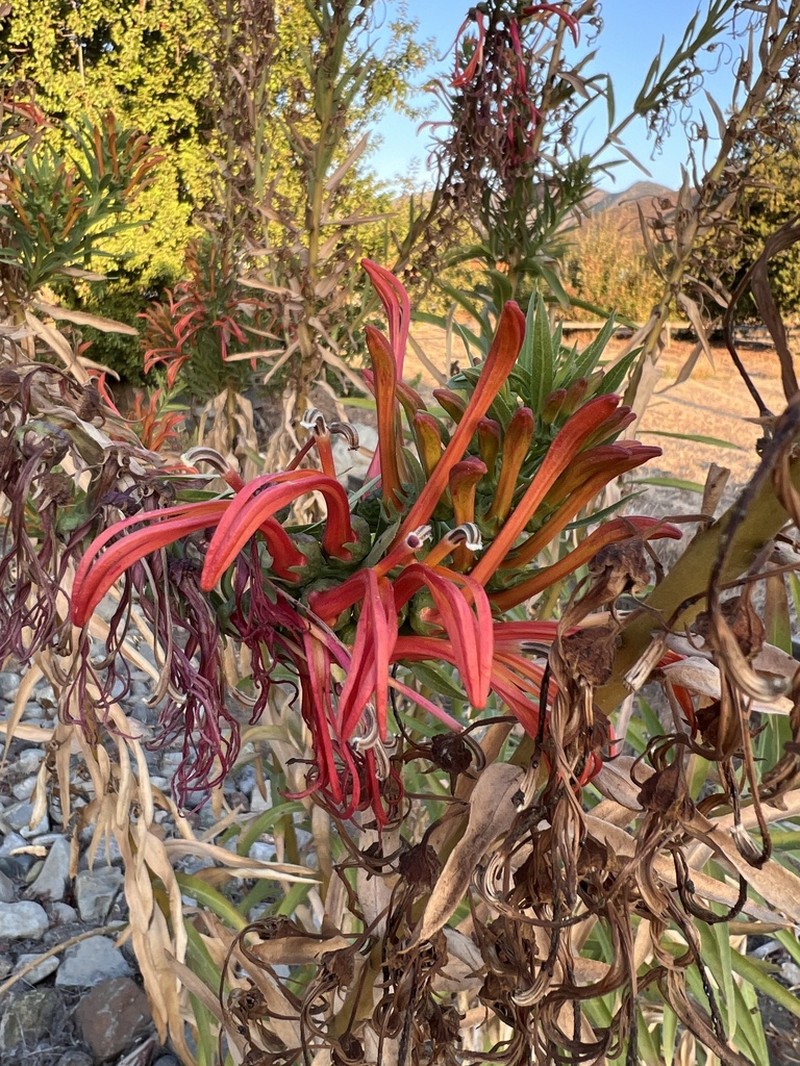 Lobelia excelsa