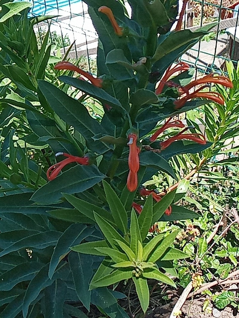 Lobelia excelsa photo 2
