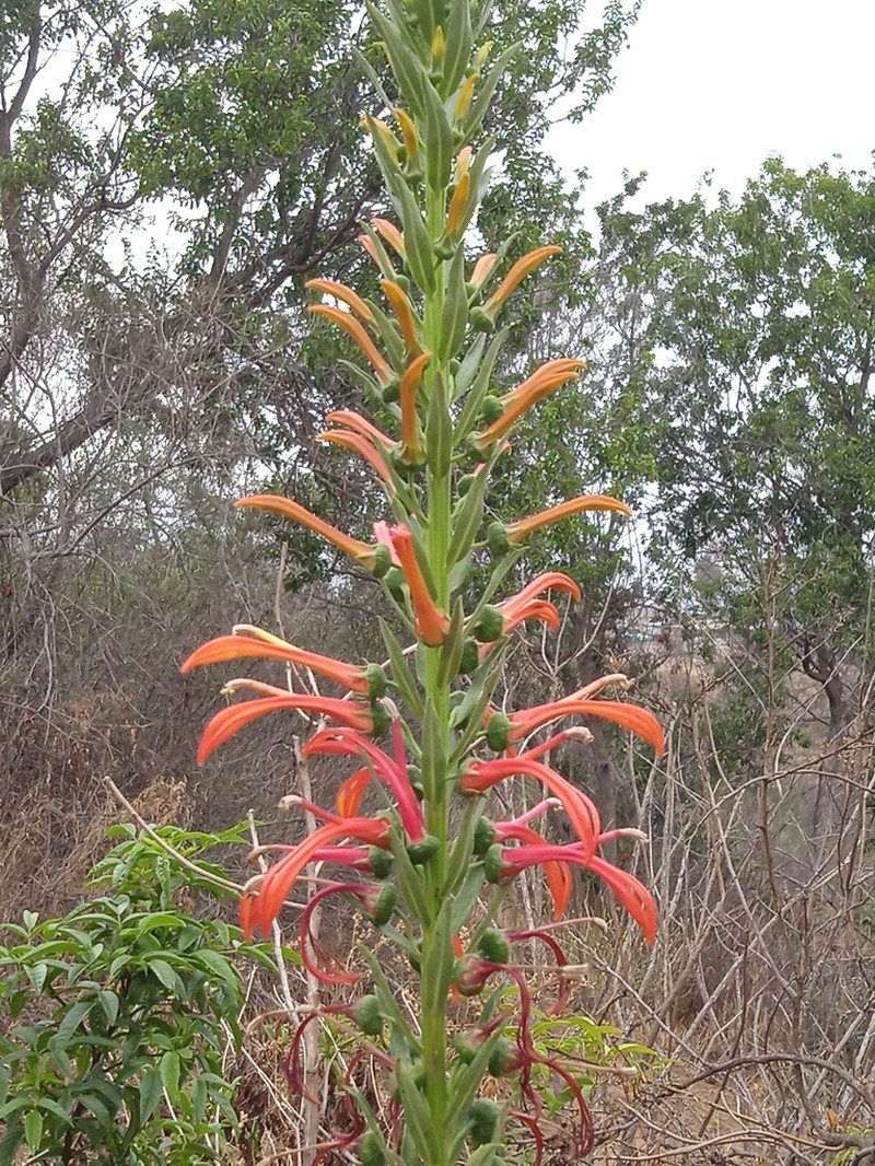 Lobelia excelsa photo 3