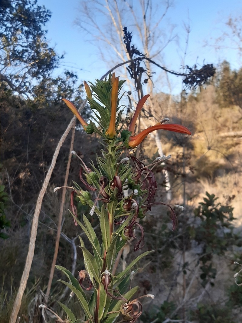 Lobelia excelsa photo 5