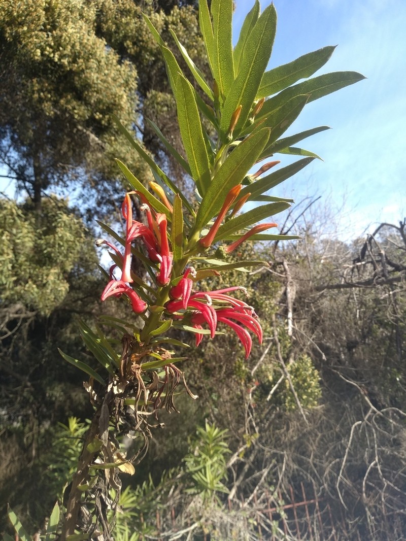 Lobelia excelsa photo 7