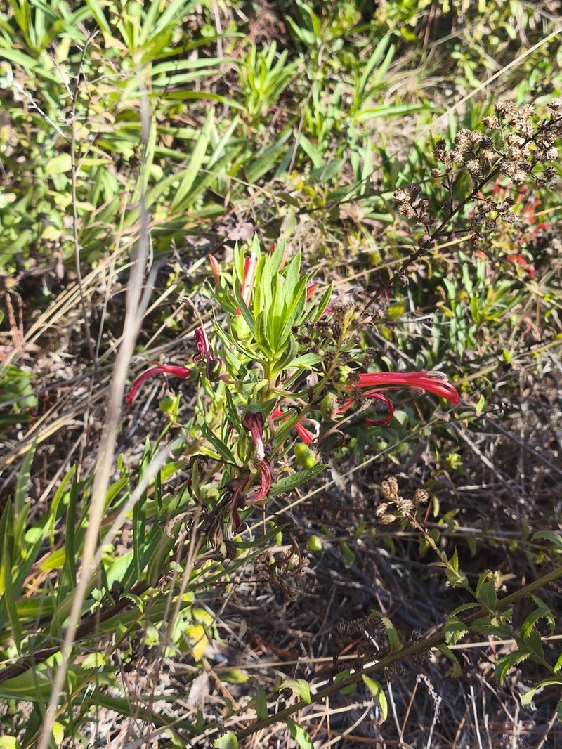 Lobelia excelsa photo 8
