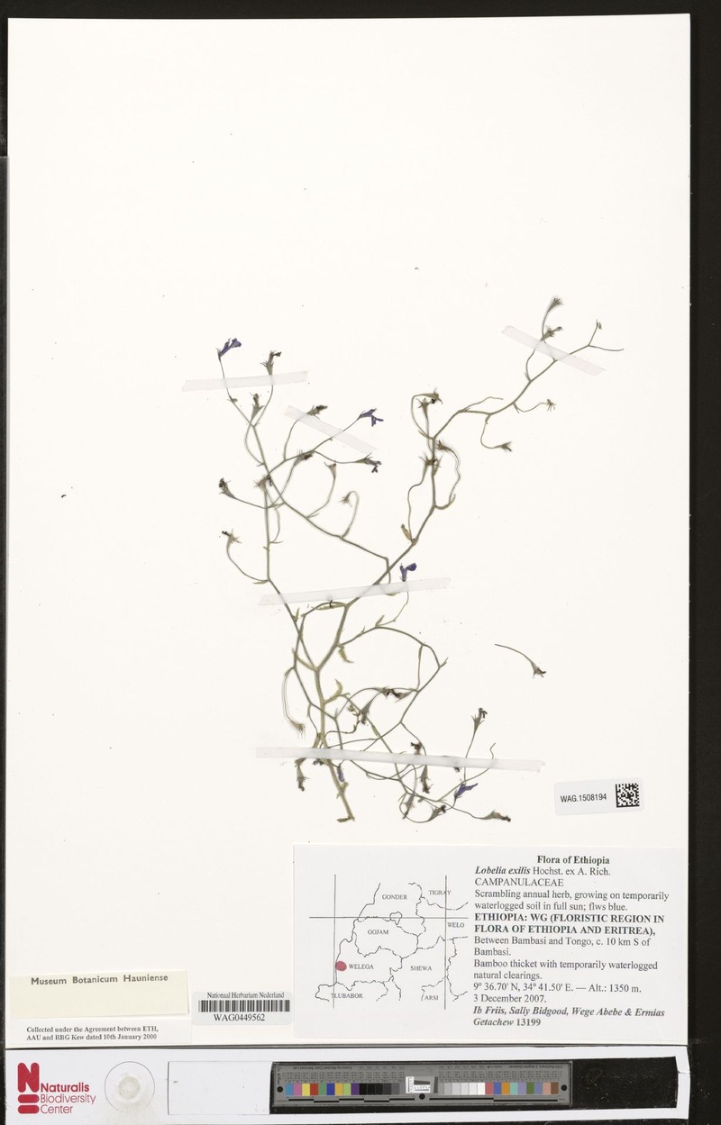 Lobelia exilis