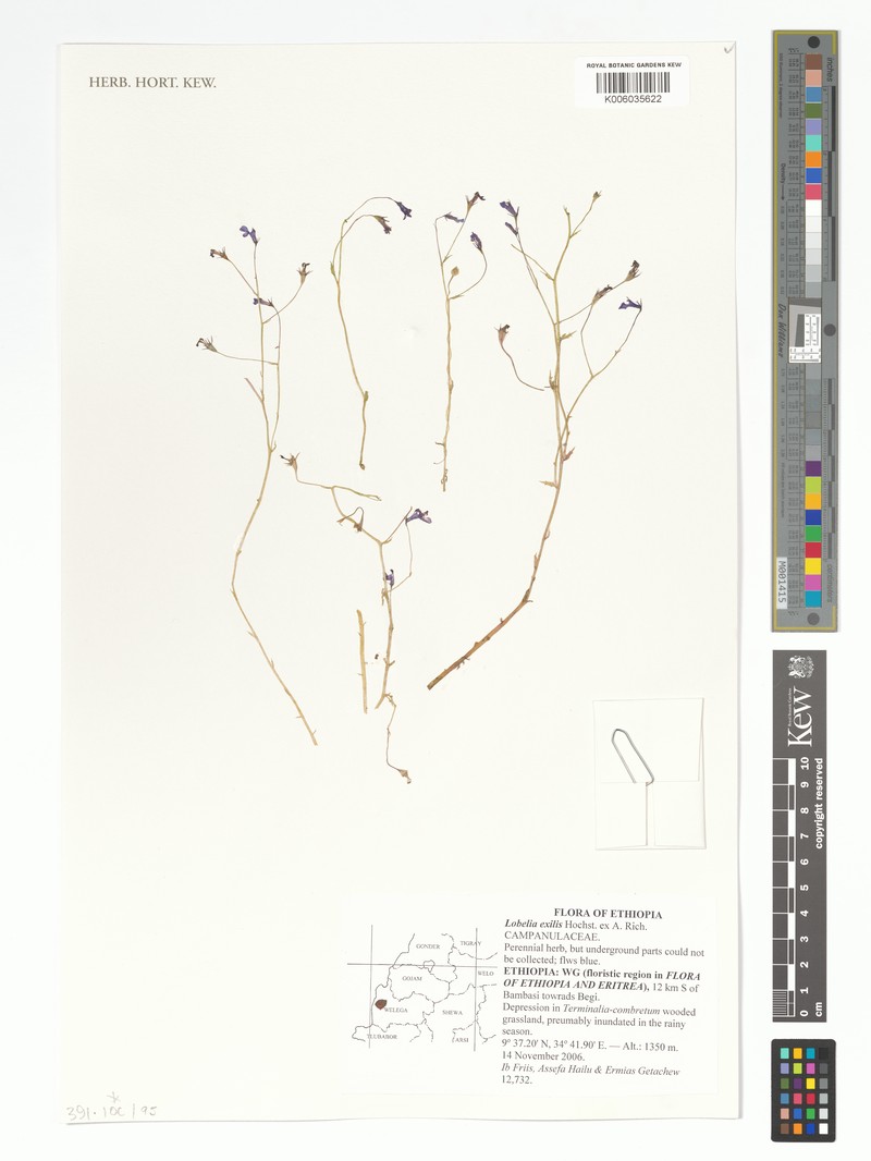 Lobelia exilis photo 4
