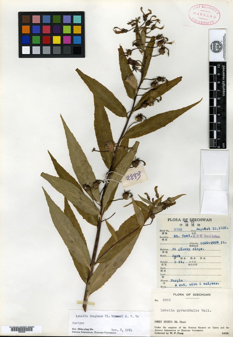 Lobelia fangiana