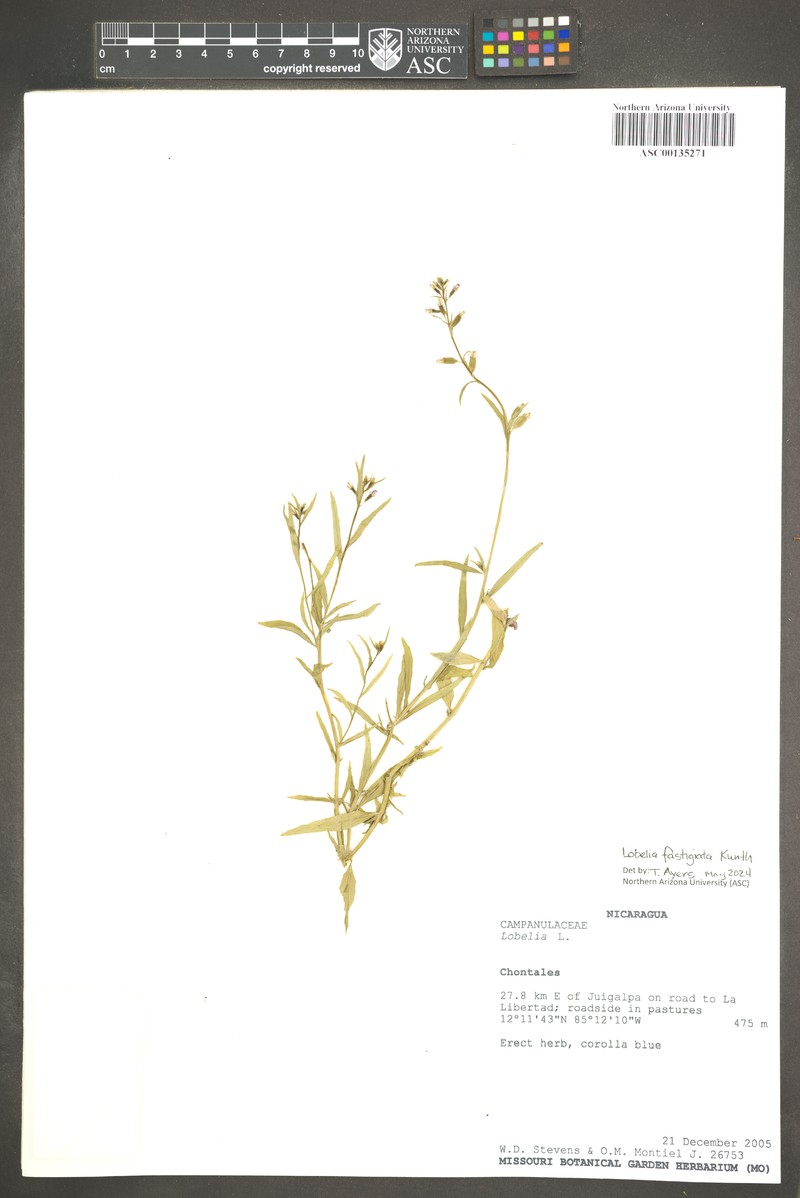 Lobelia fastigiata