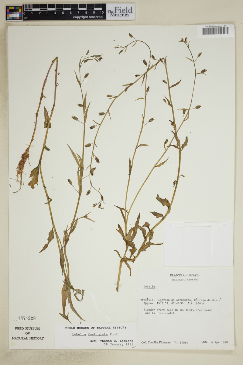Lobelia fastigiata photo 2