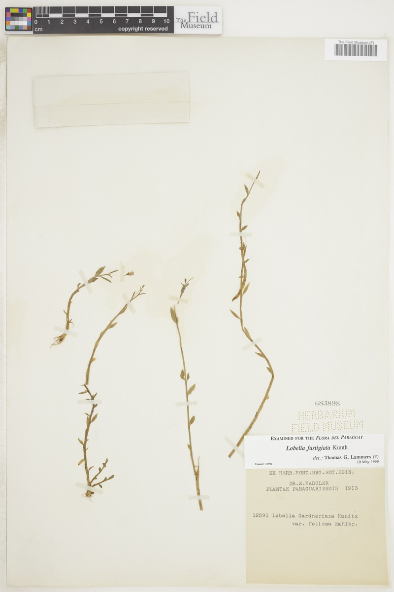 Lobelia fastigiata photo 4