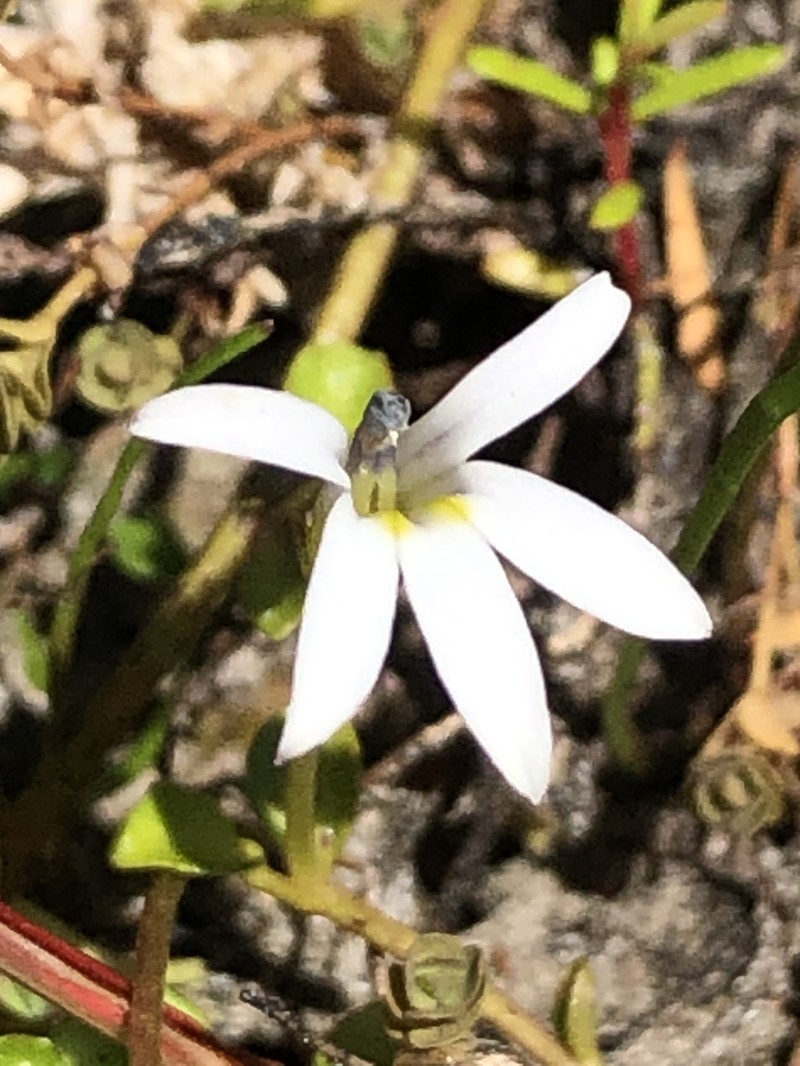 Lobelia fatiscens