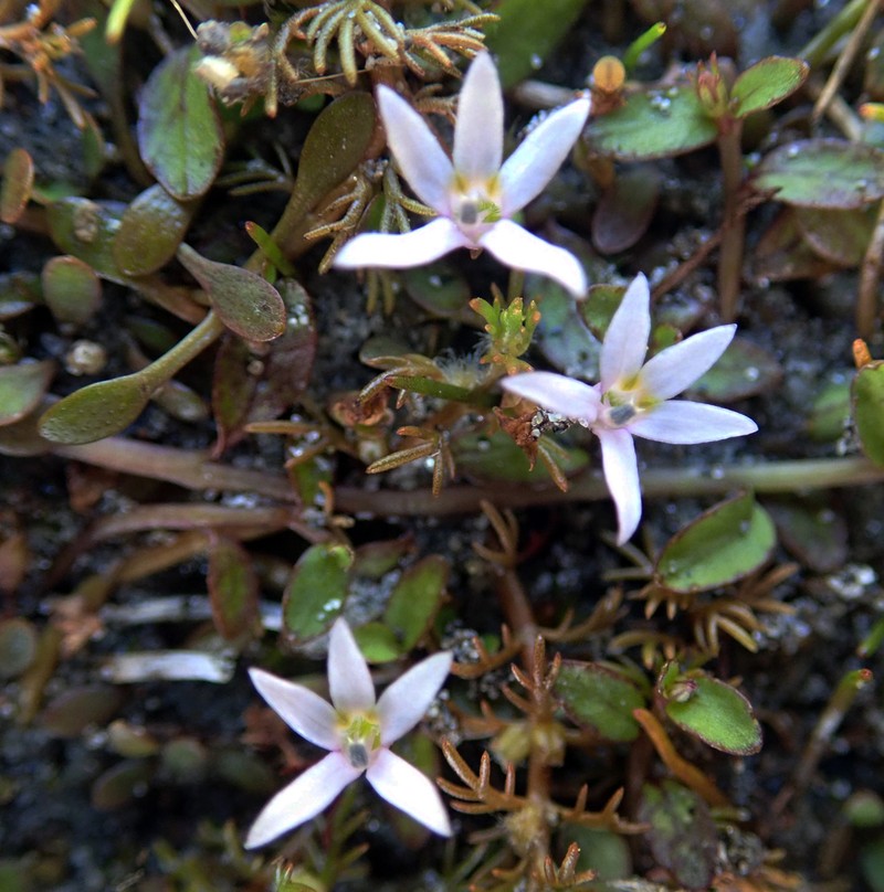 Lobelia fatiscens photo 2