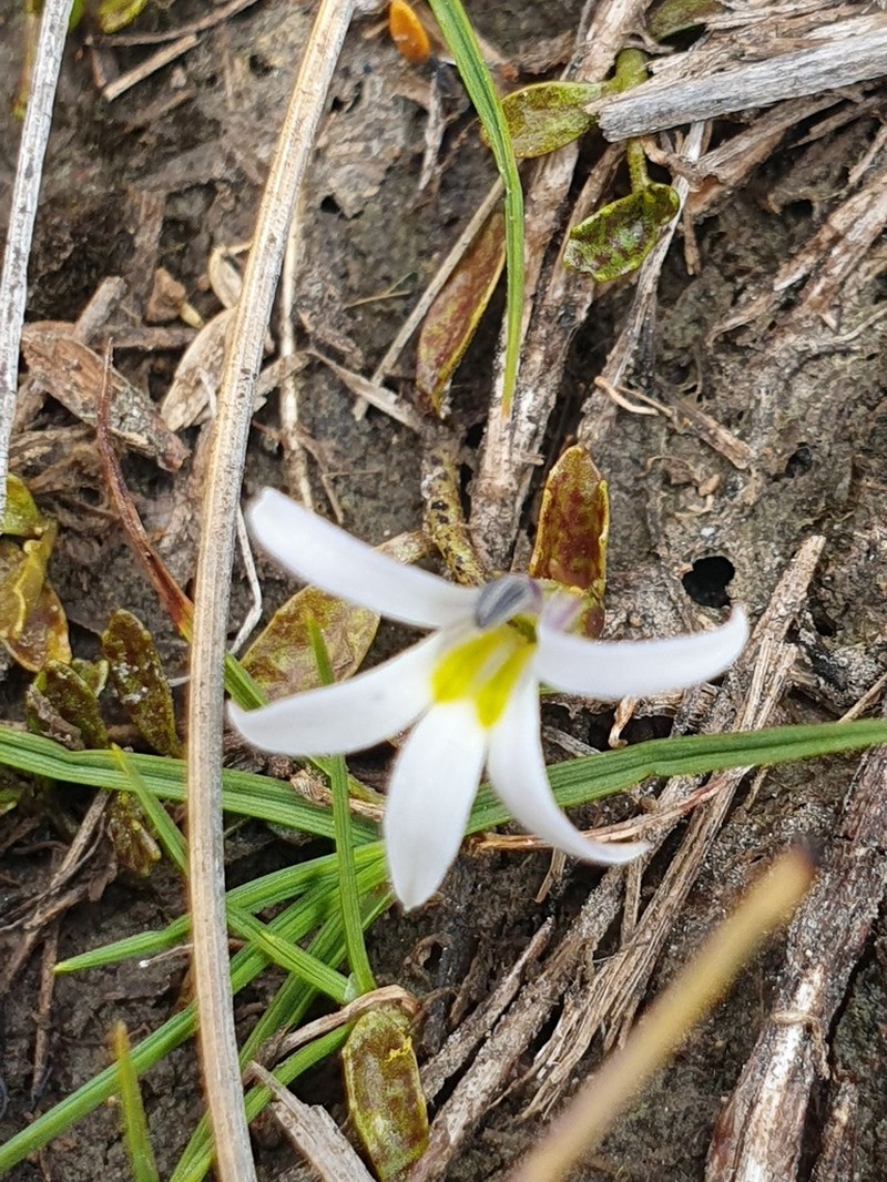 Lobelia fatiscens photo 3