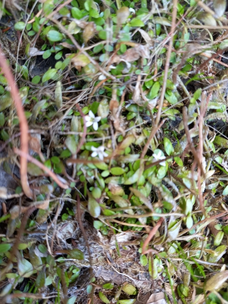 Lobelia fatiscens photo 4