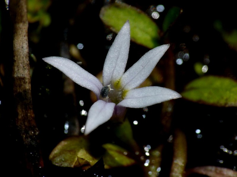 Lobelia fatiscens photo 5