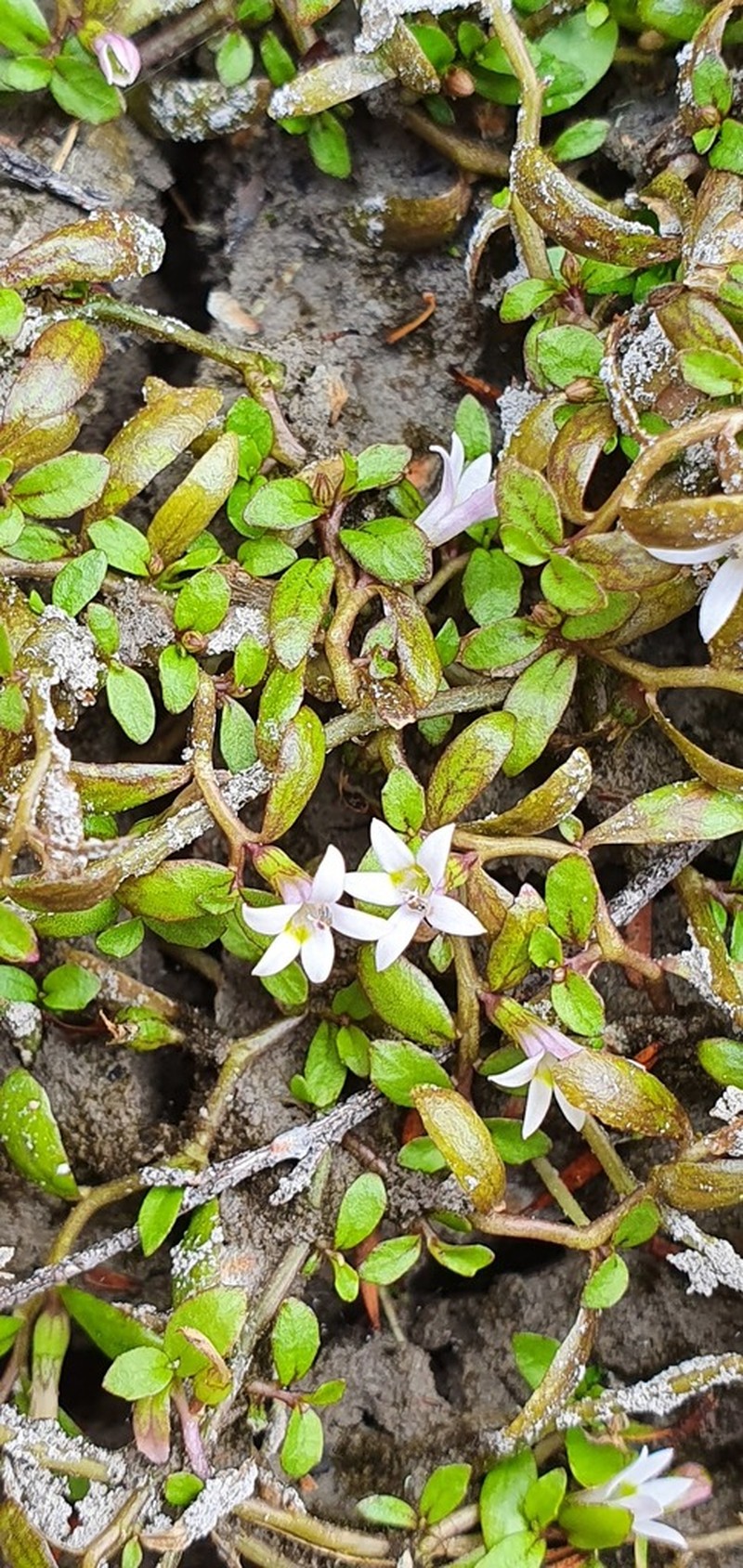 Lobelia fatiscens photo 6