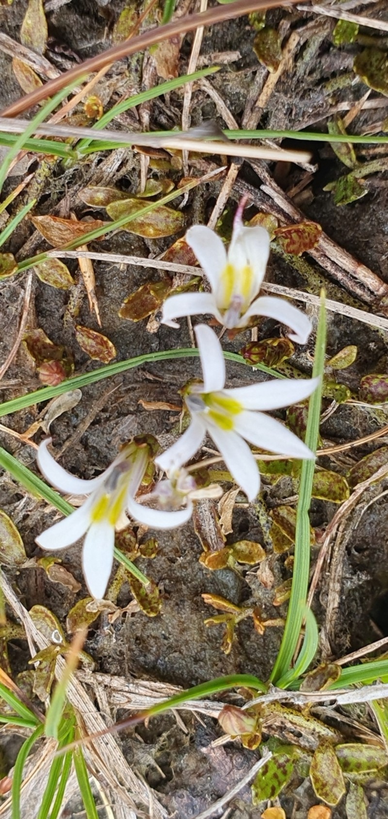 Lobelia fatiscens photo 7