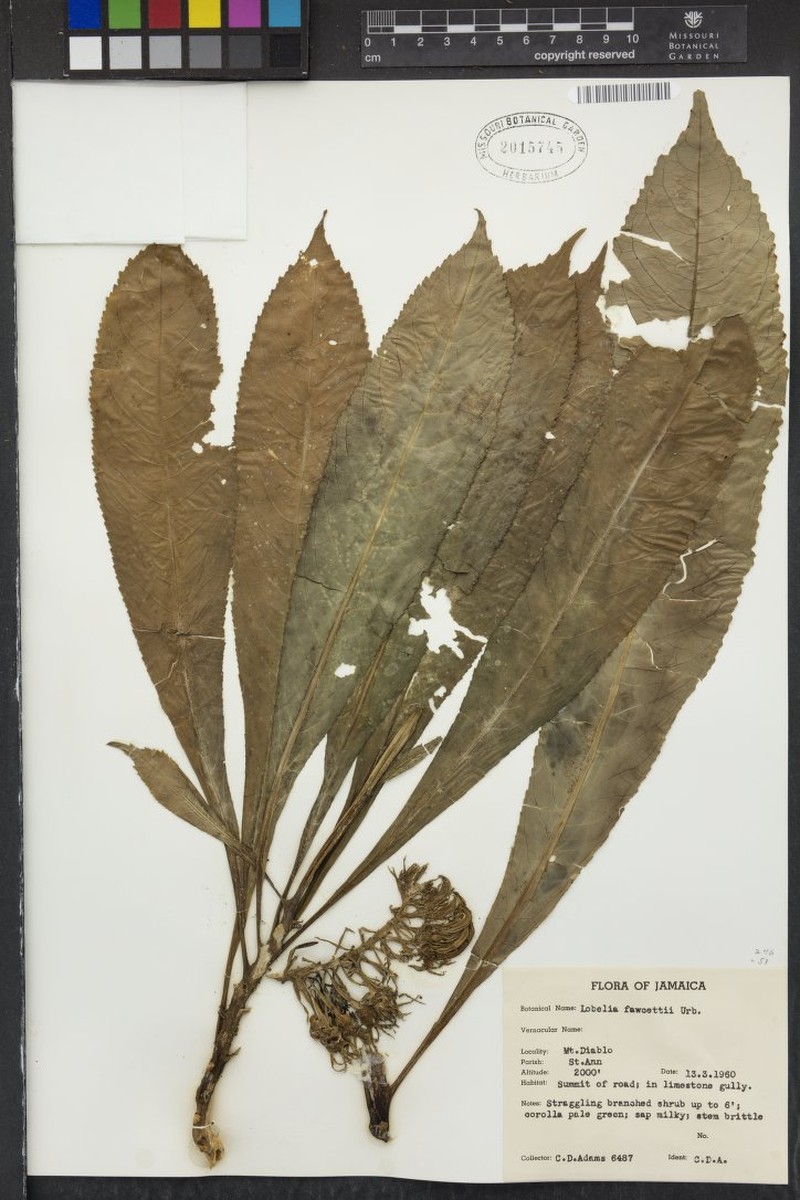 Lobelia fawcettii