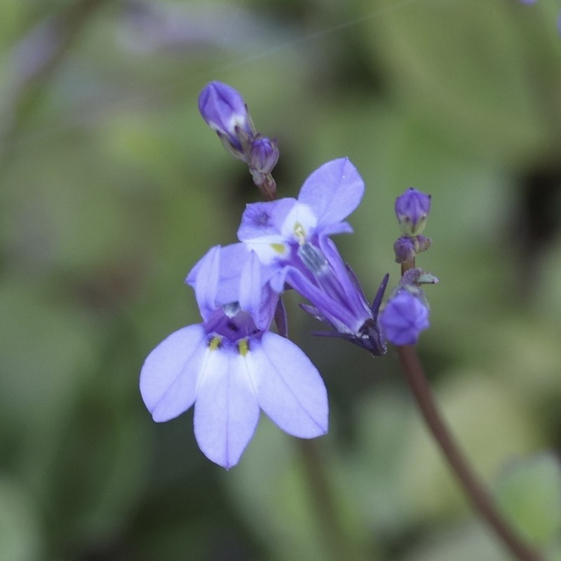Bay Lobelia
