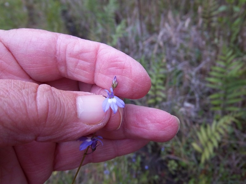 Bay Lobelia photo 2
