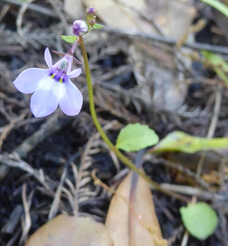 Bay Lobelia photo 4