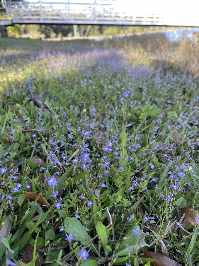 Bay Lobelia photo 5