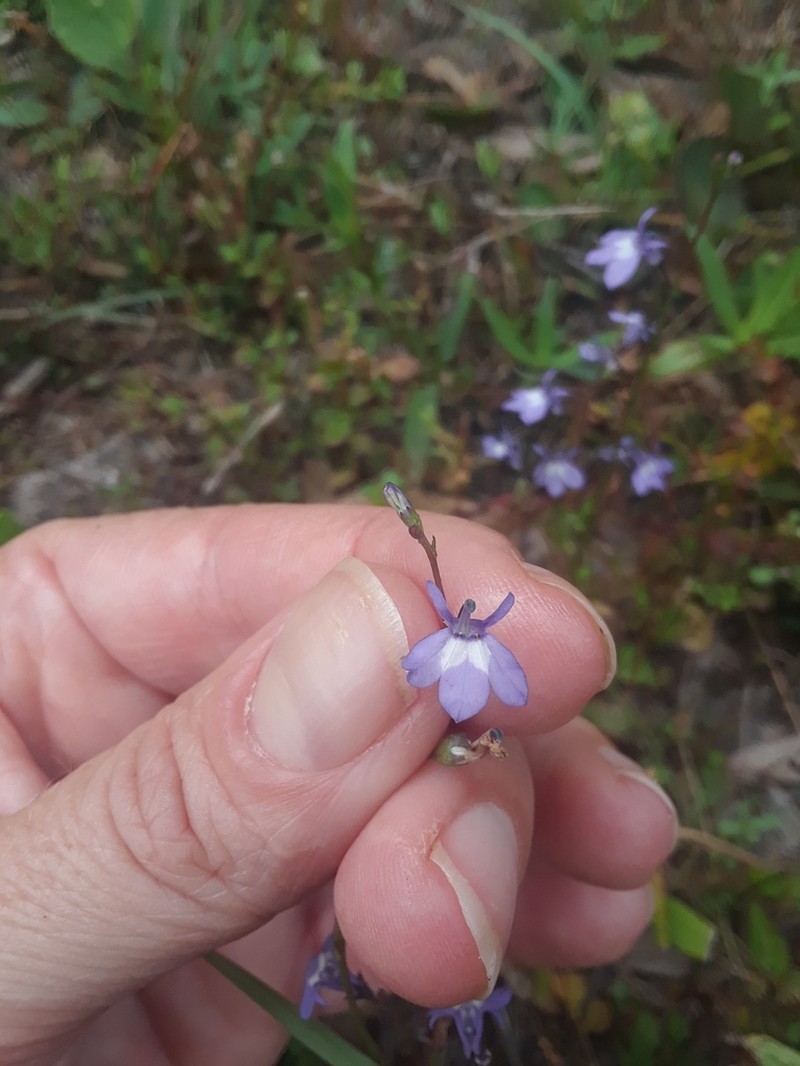 Bay Lobelia photo 6