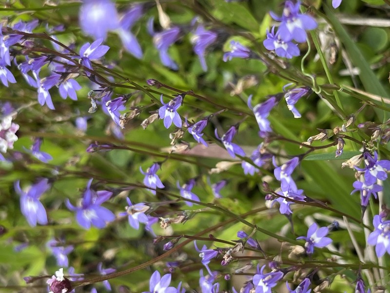 Bay Lobelia photo 7