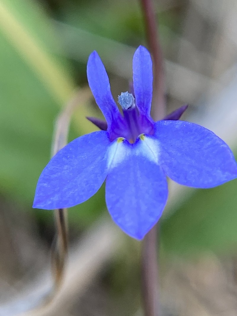 Bay Lobelia photo 8