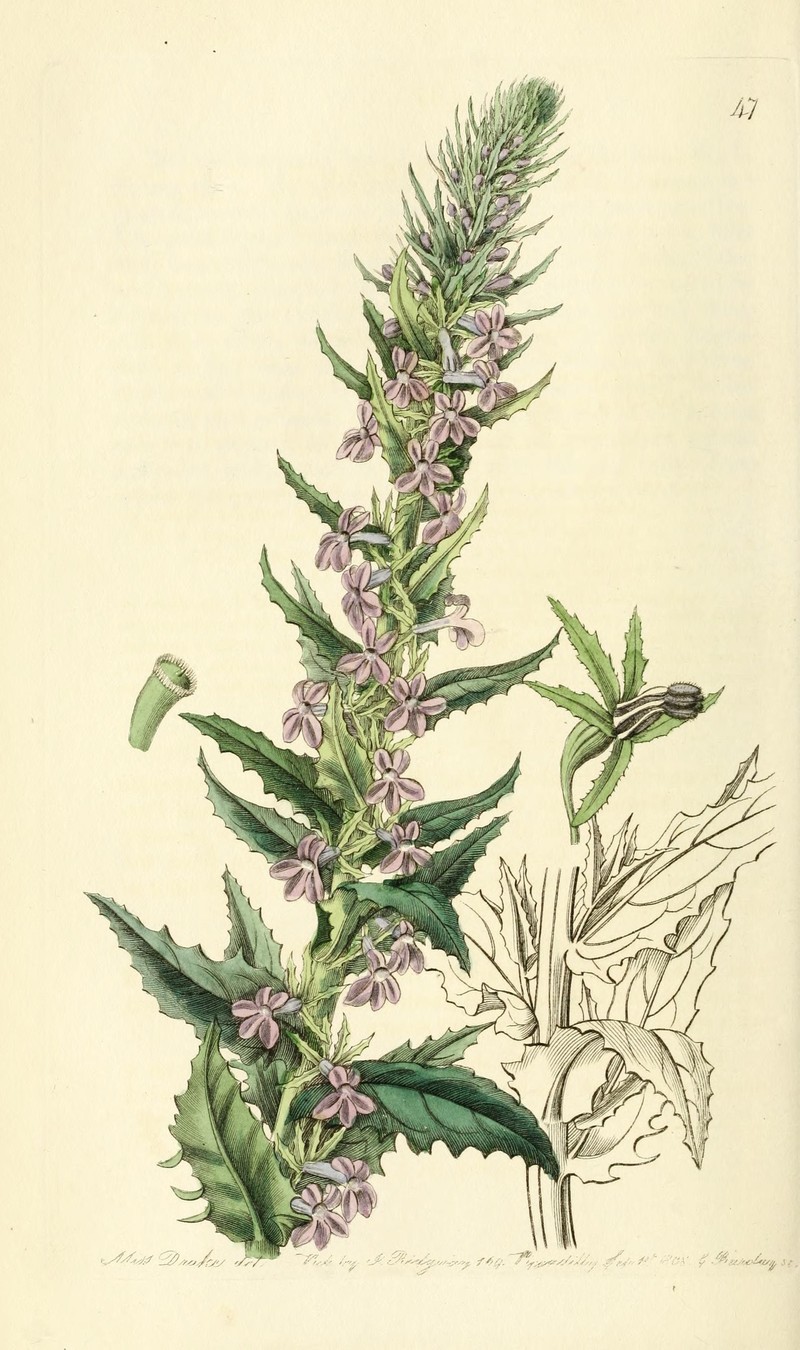 Fringeleaf Lobelia