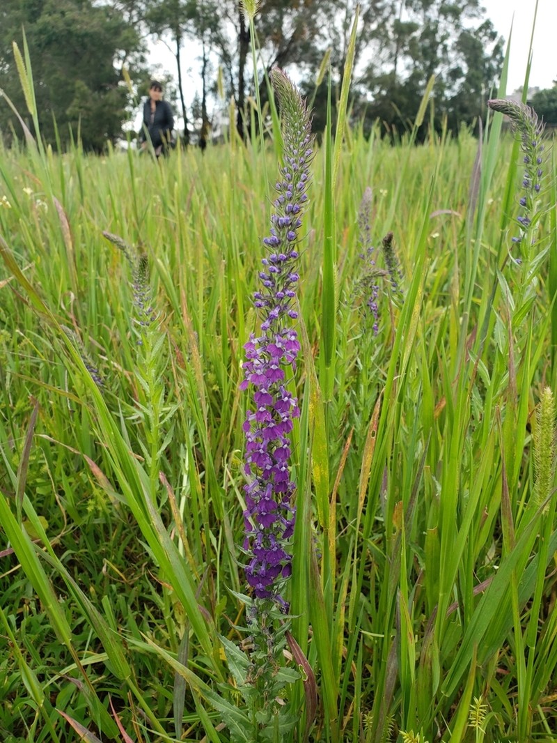 Fringeleaf Lobelia