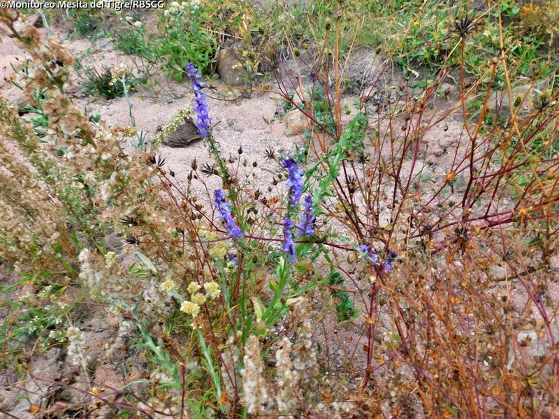 Fringeleaf Lobelia photo 2