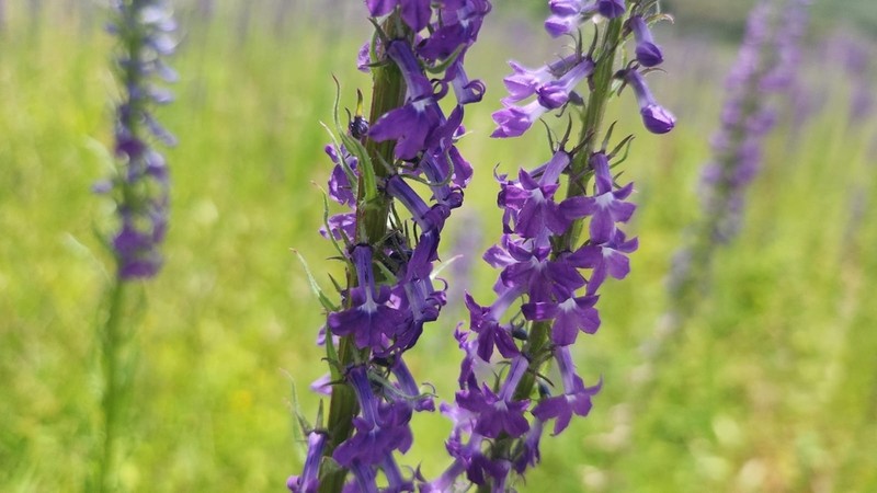 Fringeleaf Lobelia photo 3