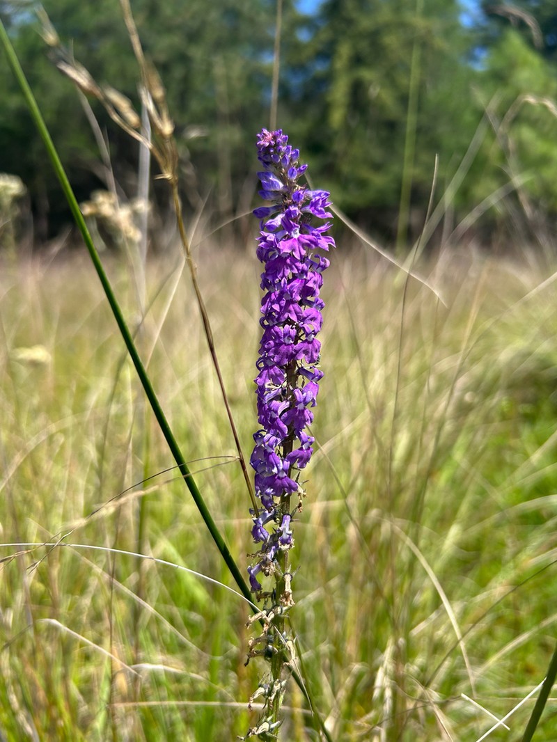 Fringeleaf Lobelia photo 5